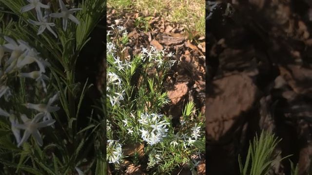 Amsonia ciliata in Pender County, NC  home landscape, April 18 2018