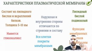 Л.12 | ПЛАЗМАТИЧЕСКАЯ МЕМБРАНА | КЛЕТОЧНАЯ СТЕНКА | ОБЩАЯ БИОЛОГИЯ ЕГЭ