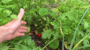 Горчица и клубника.