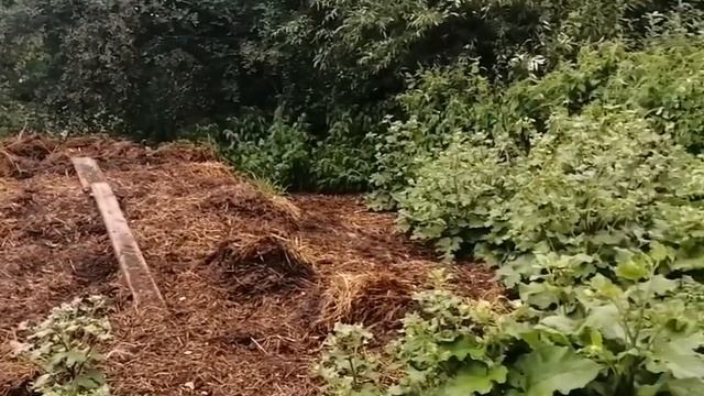 Украли уток, цесарок и кур, я в шоке смотреть онлайн