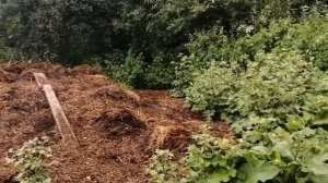 Украли уток, цесарок и кур, я в шоке