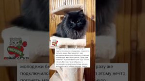 "Ванессочка" 🎄💝🐩 По мотивам сказок Шехерезады Ивановны 😻 #cataanddogs