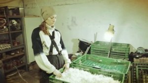 Сушим гусиное пух и перо