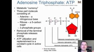 Unit 2. Chapter 8. Cell Respiration