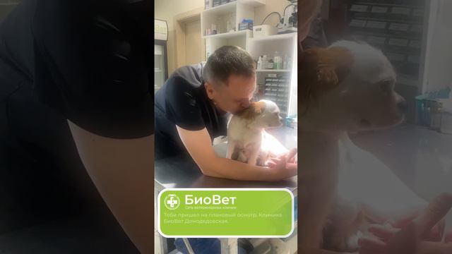 Тоби пришел на плановый осмотр. Клиника БиоВет Домодедовская.