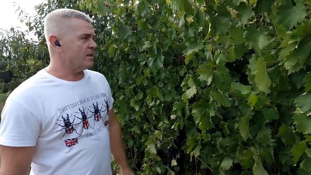 Виноград,проблемы формировки куста. смотреть онлайн