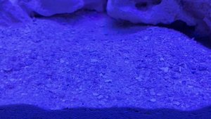 Ускоряю процесс созревания морского аквариума. Налил нашатыря.