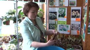 Купили деленку. Что дальше?