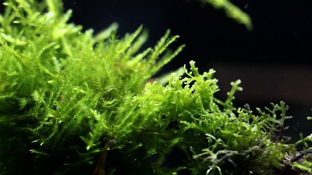 Нано аквариум креветочник - травник с более 30 видами растений. смотреть онлайн