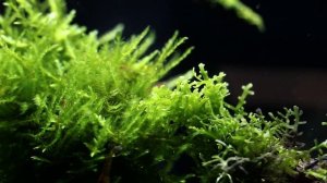 Нано аквариум креветочник - травник с более 30 видами растений.
