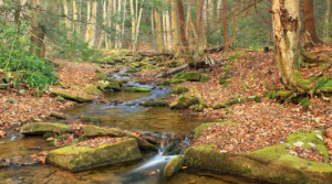 Расслабляющие Звуки воды. Звуки природы - Звуки журчащего ручья ✦ Пение Птиц ✦ Relaxing
