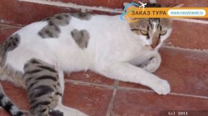 LOTUS BAY 4* Египет Сафага отзывы – отель ЛОТУС БАЙ 4* Сафага отзывы видео