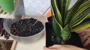 Сансевиерия Golden Flame (гибрид), Futura Gilt Egge. Пересадка моих любимых сансевиерий