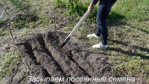 Плоскорез Фокина. Как им работать