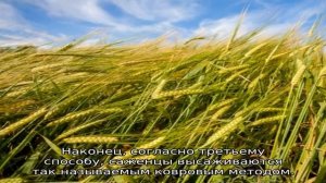 Клубника Фаворит — описание сорта