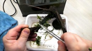 Запуск нано аквариума на 6,5 литров.