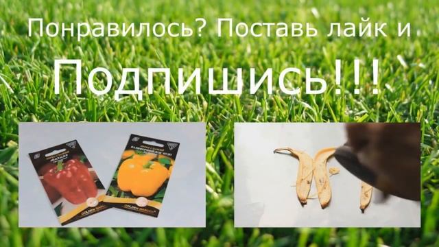 Подборка веселых видео мышек песчанок.