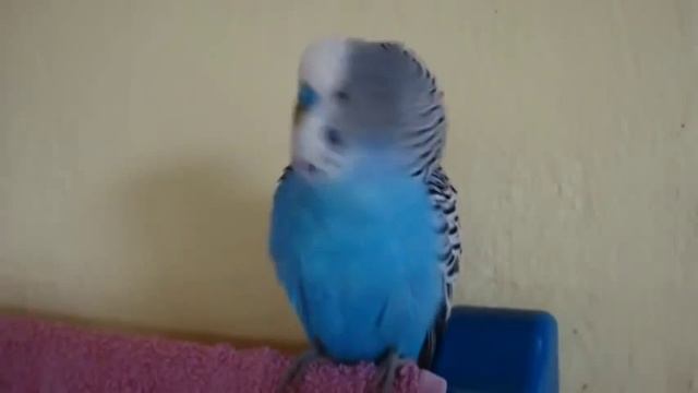 Смешной Говорящий Попугай смотреть онлайн