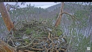 09.03.2023 11:11 Гости гнезда белохвоста. Поползень (лат. Sitta europaea)