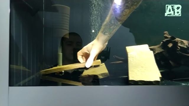 ПРОДВИНУТАЯ РАЗВОДНЯ АКВАРИУМНЫХ РЫБ! АРОВАНЫ, СКАТЫ И LСОМЫ! РЫБОРАЗВОДНЯ! смотреть онлайн