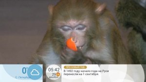 Первый канал: мандарины и обезьяны