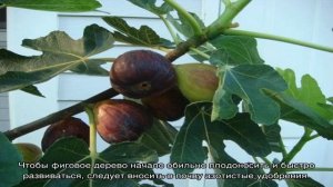 Инжир — выращивание в домашних условиях, как посадить