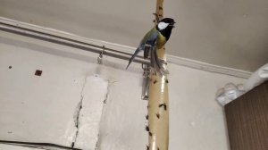 Синица прилипла на липучку от мух