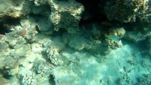 How is the reef at Jasmine Palace Resort Hurghada