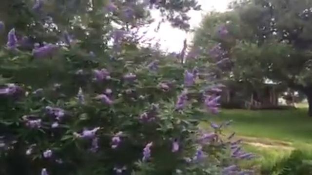 Голубой куст смотреть онлайн