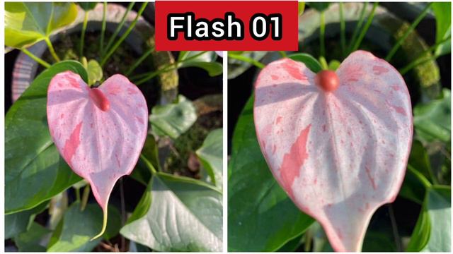 ෆ්ලෑශ් ඇන්තූරියම් අඩුවට ගන්න පුලුවන් GREEN A අපෙන් විතරයි😍🌹 #flash #flashanthurium #anthurium смотреть онлайн