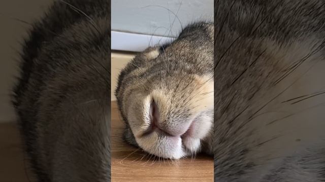 Blink and you will miss this giant rabbits nose twitch