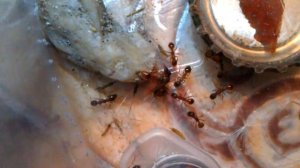 Спаривание матки Myrmica SP в домашних условиях! Ants at home ?4