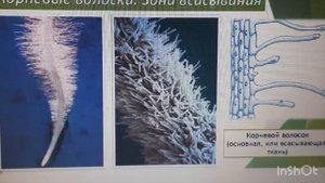 Школа А.П. Рыкалина . « Что нужно и важно знать о корневой системе винограда « Часть 1.