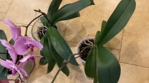 Phal.Sogo Yukidian V3, Phal.Sacramento, Phal.Legato “Pink Butterfly” #H35