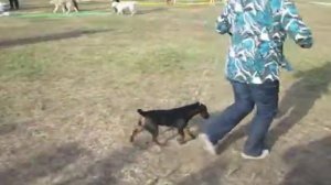 ягдтерьер Инди. Бестшоу. Выставка собак  Аванта  г.Кишинев