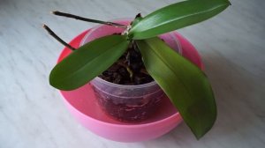 КАК ПОЛИВАТЬ ОРХИДЕИ ФАЛЕНОПСИС В ДОМАШНИХ УСЛОВИЯХ