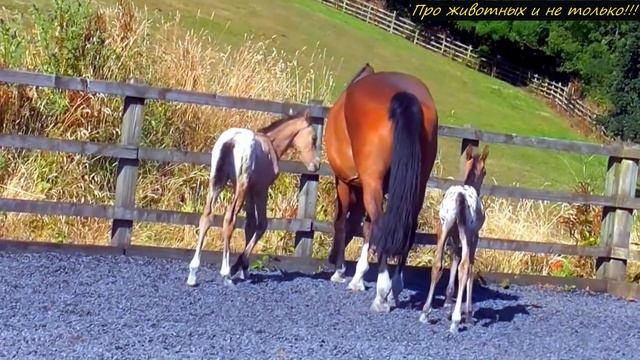 Такого фермер не видел за десятки лет работы! Теперь его лошадь знаменита на весь мир! смотреть онлайн