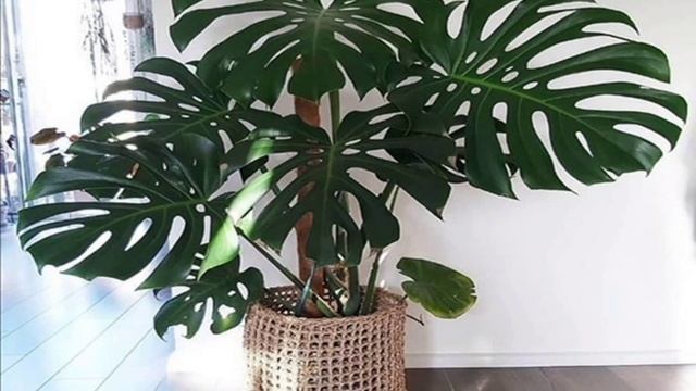 Растения полезные для вашего здоровья.plants that purify the air.#комнатныерастения #цветыдлядома