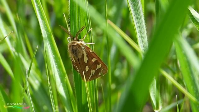Летопись природы Сурского края 2019 - 2021 смотреть онлайн