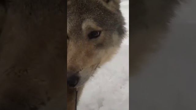 Волк Орфей поёт волчью песню.?? Вой волка. Парк животных.