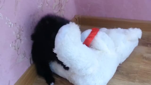 Черный Шпиц кличка "Мишка" 2 месяца