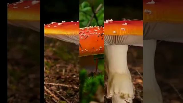 Amanita muscaria poisonous mushroom