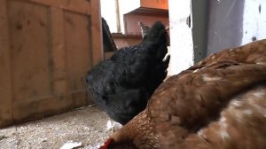 Антивандальная Поилка Непроливайка. Как сделать поилку для птиц. Чашечная поилка.