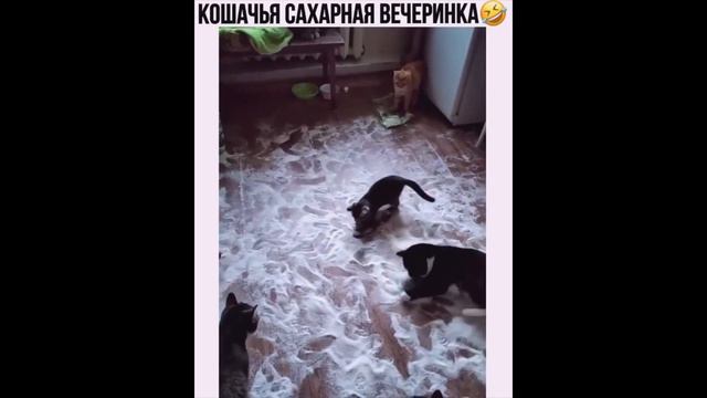 СМЕШНЫЕ КОШКИ 2021 И ДРУГИЕ ЖИВОТНЫЕ 24 МИНУТ СМЕХАСМЕШНЫЕ ЖИВОТНЫЕ 2021ЛУЧШИЕ ПРИКОЛЫ С КОТАМИ