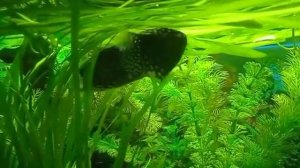 Гурами Размножение Спаривание Гурами