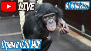Дан Запашный и его шимпанзе в прямом эфире от 10.05.2020