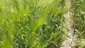 Озимый ячмень "Версаль" 2021г.