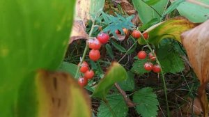 Красивые ягоды ландыша -ядовитые.