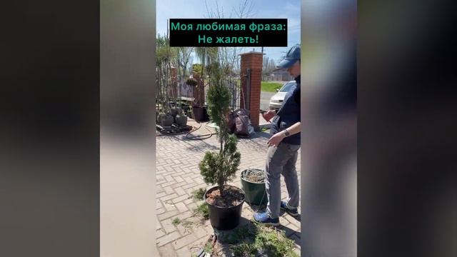 Стрижка туи-спираль смотреть онлайн