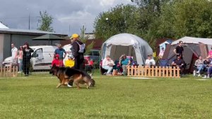 ПП 319 ЗАДИРА из Белого Яра / Моно немецких овчарок ПК БРОННИЦЫ 10.08.2024